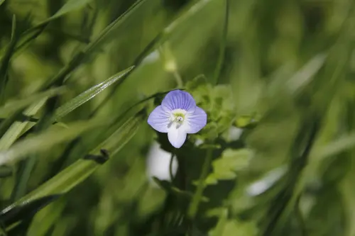 spring 7960361 1280.webp