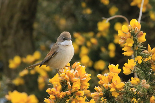 bird 7881393 1280.jpg