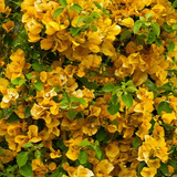Evergreen Balcony Plants For Beautiful Home.png