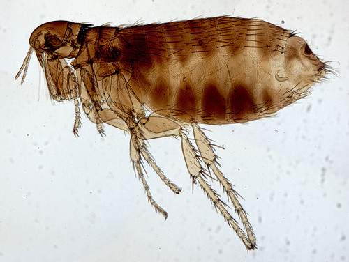 siphonaptera Siphonaptera 1275588707443965 1 1.jpg