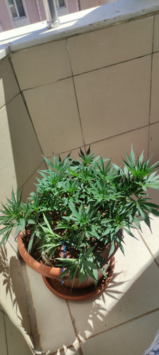 IMG 20230625 145600.jpg