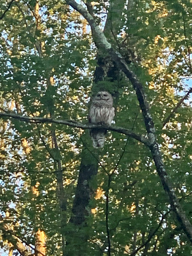 owl.jpg