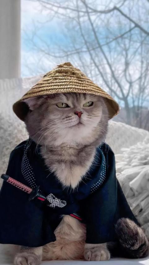 tmp imagescat01.jpg