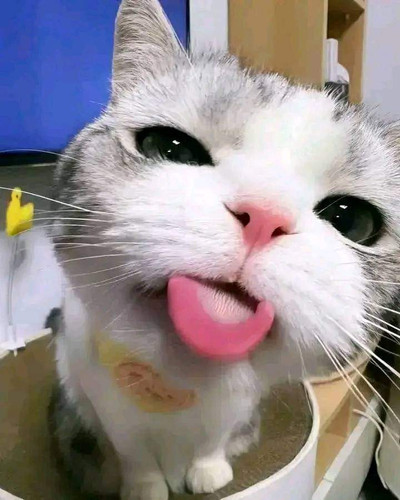image.jpg