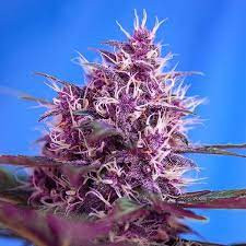 Red Devil Autoflower Seeds.jpg