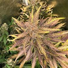 Yumbolt Banana Autoflower Seeds.jpg