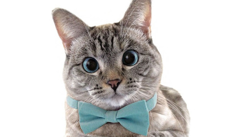 nala header tcm55 606154.jpg