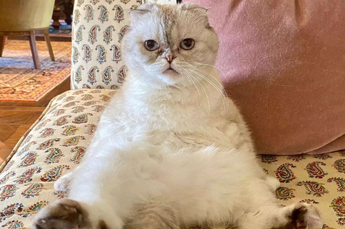 taylor swifts cat becomes worlds 3rd wealthiest pet with net worth of 97 million know whos richer th.jpg