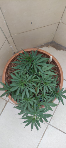 IMG 20230613 161622.jpg