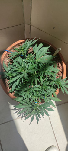 IMG 20230611 121609.jpg