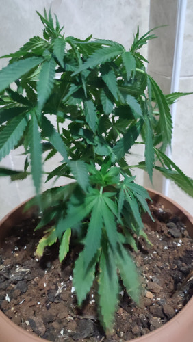 IMG 20230620 224245.jpg