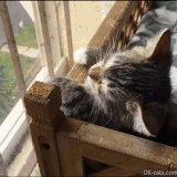 Tired kitty.gif