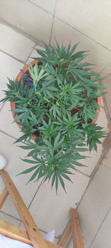 IMG 20230620 163300.jpg