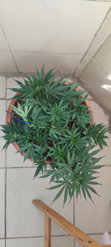 IMG 20230620 163314.jpg