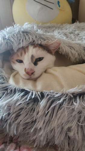 Cama para Gatos e Cachorros Deep AllSleep (4).jpg