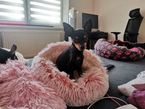 Cama para Gatos e Cachorros Deep AllSleep (2).jpg