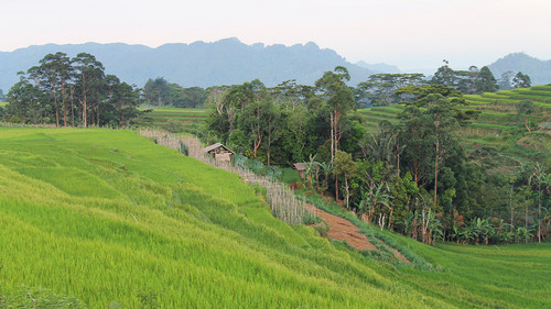 Landscape Scenery In Indonesian Rice Field Tropical HIdden Paradise Sinjai.jpg