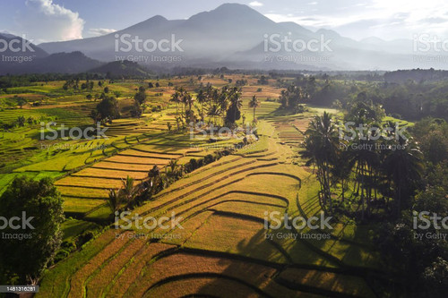 Beautiful morning view indonesia. Panorama Landscape paddy fields with beauty color and sky natural .jpg