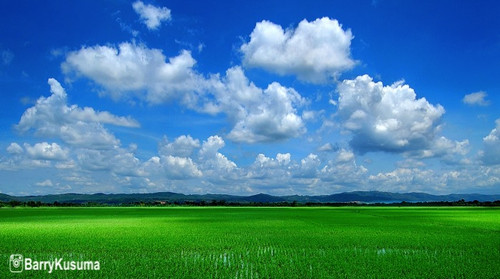 sawah1 copy.jpg