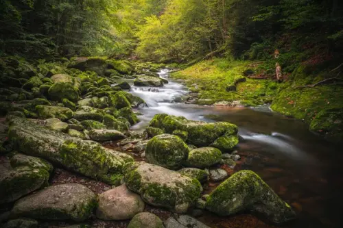 depositphotos 515894938 stock photo beautiful natural landscape bavarian forest.webp