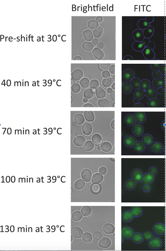 nucleartocytoplasmic at 5.56.31 PM.png