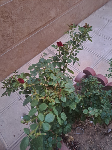 ۲۰۲۳۰۶۲۱ ۱۹۲۲۳۰.jpg