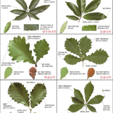 D1CA3603 F863 40F5 A622 C28CD3672880 64029 00000FA97453167A.png