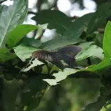 20080621 034 調整大小