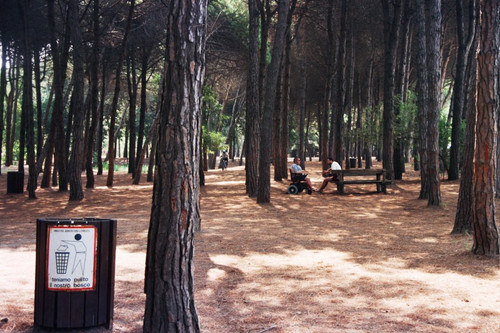 terrain arbe 3.jpg