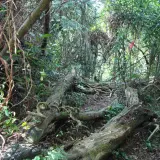 00004 石龜坑山步道