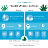 sativa vs indica v2 1024x948