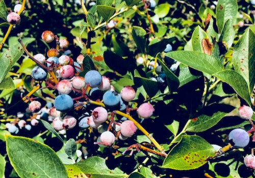 Buy Fruit Plants Online and Grow Your Garden of Delight.jpg