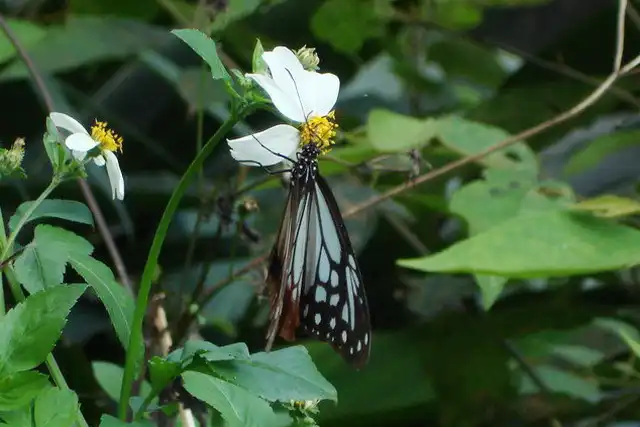 琉球青斑蝶(旖斑蝶)，攝影於貂山古道