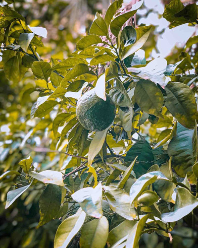 C5EB2B87 9513 4717 899D 988CC6CE2A18.jpg