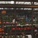 竹子湖海芋田室內