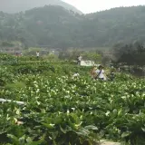 竹子湖海芋田很漂亮