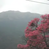 竹子湖櫻花