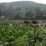 竹子湖海芋田盛開