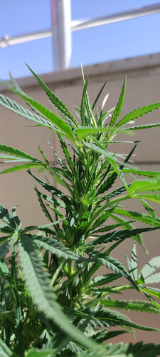 IMG 20230722 152022.jpg