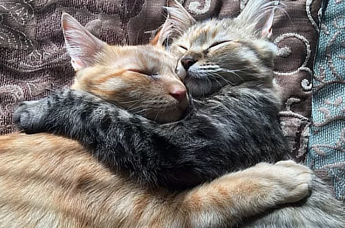 Captura de tela 2023 07 25 152715.png