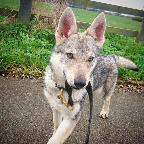 Czechoslovakian Wolfdog For Sale | Dogfriendlycommunitybreeders.com.jpg
