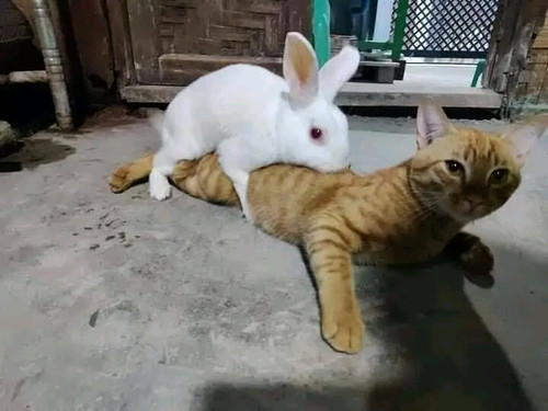 image.jpg