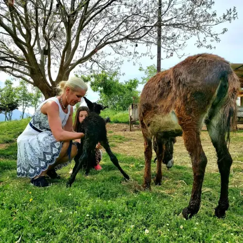 img 2 1690216123396.webp