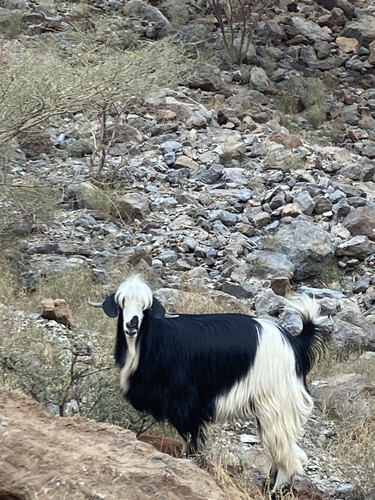 BEBB1414 C4C7 4DCD BE10 96AAAAC16F83.jpg