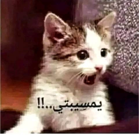 355133951 248422547818291 5680548049171197550 n.jpg