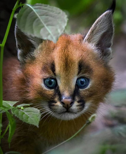 Kitten caracal.jpg