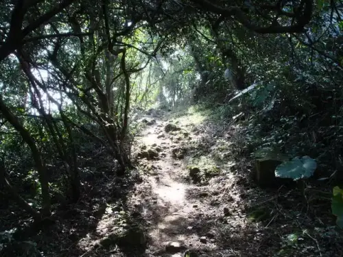 0008 溪洲山登山步道.webp