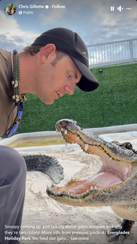 alligator.png