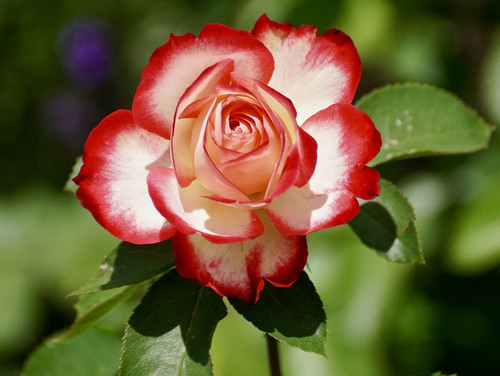rose 2417334 1280.jpg
