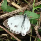 台灣紋白蝶(緣點白粉蝶)，攝影於羊稠森林步道